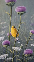 Goldfinch Fine Art Print