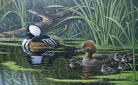 Merganser Fine Art Print