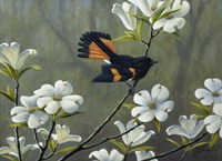 Redstart & Dogwood Fine Art Print