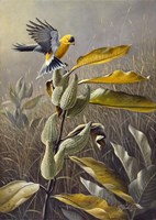 Meadow Gold Fine Art Print