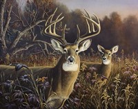 Deer Fine Art Print