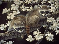 Dogwood Hideout - Young Raccoons Fine Art Print