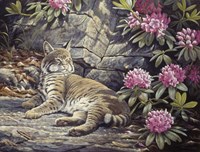 Bee Watching Bobcat Fine Art Print