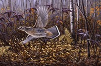Silver Streak - Ruffed Grouse Fine Art Print