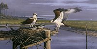 Chesapeake Treasurers - Osprey Fine Art Print