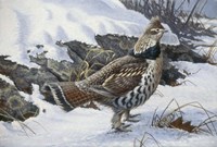 Ruffed Grouse Fine Art Print