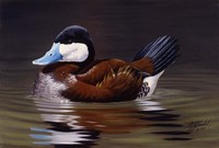Ruddy Duck Fine Art Print
