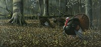 The Suitor - Wild Turkeys Fine Art Print