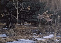Grouse On The Wing Fine Art Print