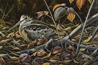 Migration Stop  - Woodcock Fine Art Print