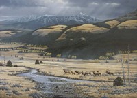 Big Valley Elk Fine Art Print