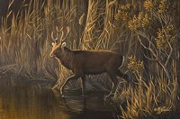 Evening Rounds Sika Deer Fine Art Print
