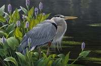 Biding Time Great Blue Heron Fine Art Print