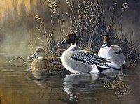 Pintail Trios Fine Art Print
