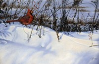 Winter Cardinal Fine Art Print