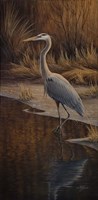 Heron Wading Fine Art Print
