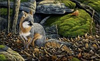 Grey Fox Fine Art Print