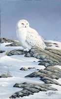 Snowy Owl Fine Art Print