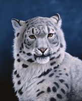 Young Snow Leopard Fine Art Print