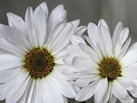 Don't Eat Daisies I Fine Art Print