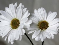 Don't Eat Daisies II Fine Art Print