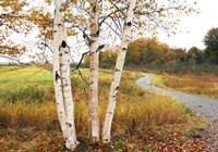Birches Fine Art Print