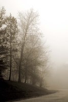 Early Morning III Fine Art Print