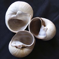 Moonsnail II Fine Art Print