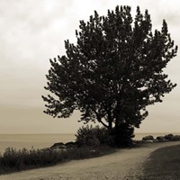 Silhouette I Fine Art Print