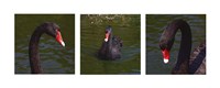 Black Swan Trio Framed Print