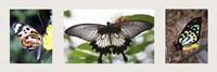 Butterfly Trio Fine Art Print