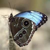 Blue Butterfly Color Fine Art Print