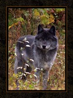Wolf II Fine Art Print