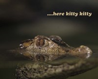 Here Kitty Gator Fine Art Print