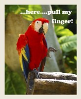 Parrot II with Words Fine Art Print
