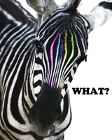 Zebra Colors Fine Art Print