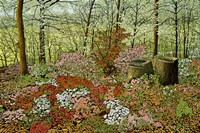 Azalea Garden Fine Art Print