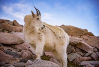 Billy Goat Scruff Fine Art Print