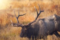 Shooting the Bull Fine Art Print