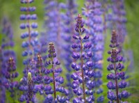 Blue Lupine Flowers Fine Art Print