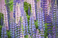 Blue Pink Lupine Field Fine Art Print