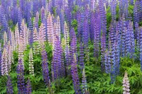 Blue Pink Lupine Flower Field Fine Art Print