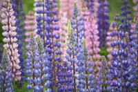 Blue Pink Lupine Flowers Fine Art Print