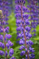 Blue Violet Lupine Flower Fine Art Print