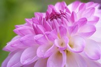 Cerise Pink Dahlia Fine Art Print
