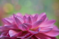 Dahlia Petals Fine Art Print