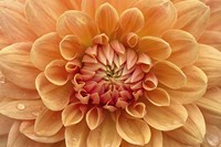 Orange Dahlia Fine Art Print