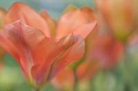 Orange Wings Tuilps Fine Art Print
