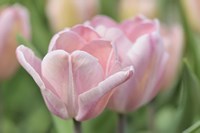 Pink Tulip Baronesse Fine Art Print