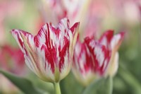 Rembrandt Silver Standard Tulip Fine Art Print